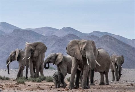 Elephant Facts | David Shepherd Wildlife Foundation