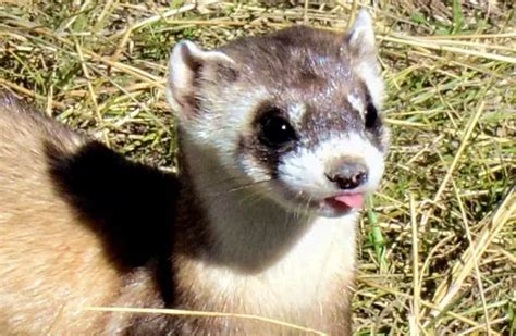 Black-Footed Ferret - Description, Habitat, Image, Diet, and Interesting Facts