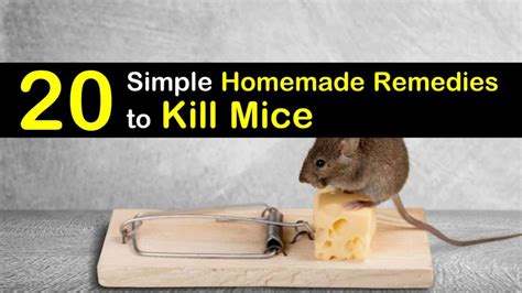 20 Simple Homemade Remedies to Kill Mice