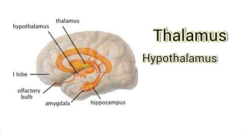 Thalamus and hypothalamus / Learn with fun / neural control and coordination - YouTube