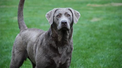 Silver Lab: Facts, Temperament, and Care Guide – petventuresbook ...