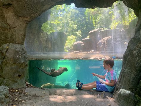 Otter Habitat Renovation | The Maryland Zoo