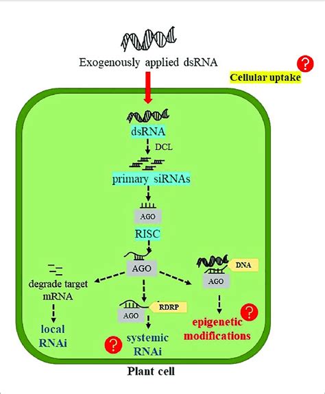 | Possible fate of exogenously applied double-stranded RNA (dsRNA) into... | Download Scientific ...