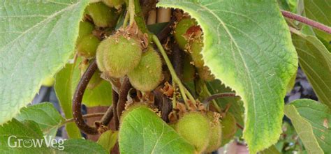 How to Grow Kiwi Fruit