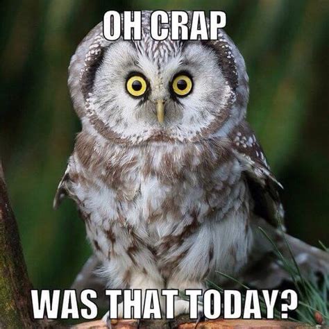 29 Funny Owl Memes That Are So Funny They're Actually a Hoot