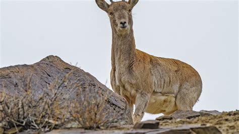 Ladakh urial