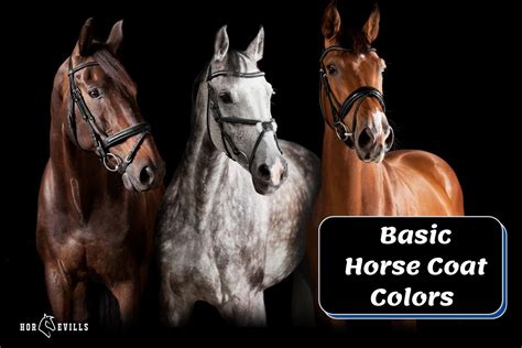 What Are the Basic Horse Coat Colors? (With Pic