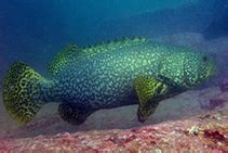 EPINEPHELUS LANCEOLATUS PDF