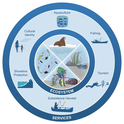 Marine Ecosystem Diagram