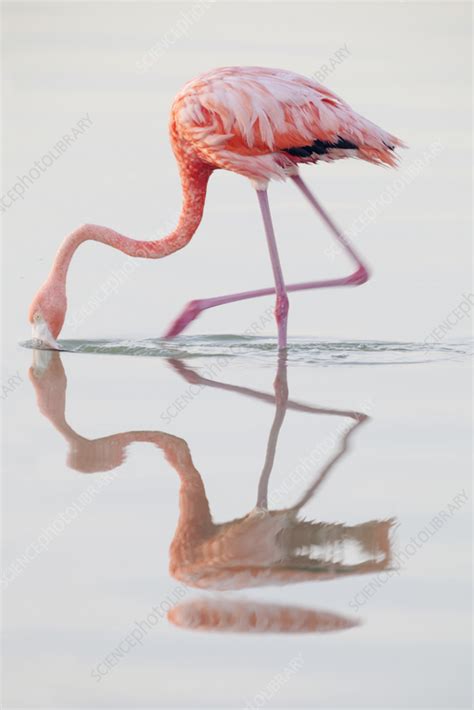 Caribbean flamingo feeding - Stock Image - C057/9638 - Science Photo Library