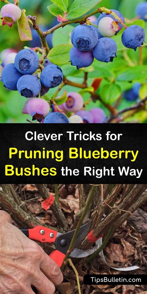 Pruning blueberry bushes – Artofit