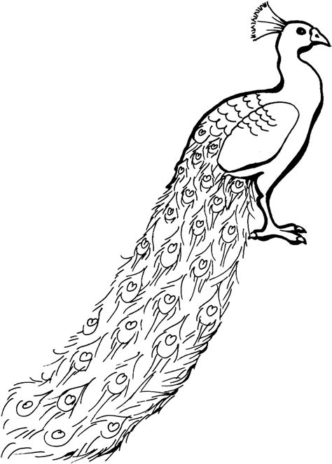 Peacock Drawing Outline at PaintingValley.com | Explore collection of ...