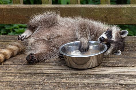 28 Cute Raccoon Pics You Need In Your Life | Reader’s Digest