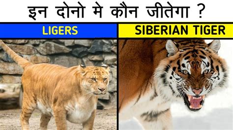 Siberian Tiger Vs Liger Size