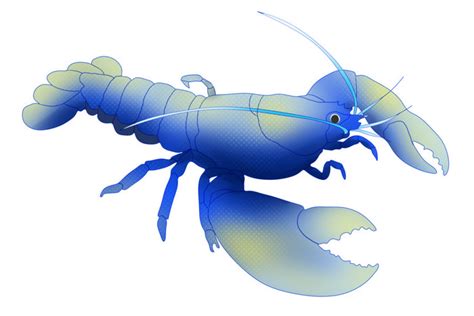 Blue Lobster Cartoon Illustration PNG Images | PSD Free Download - Pikbest