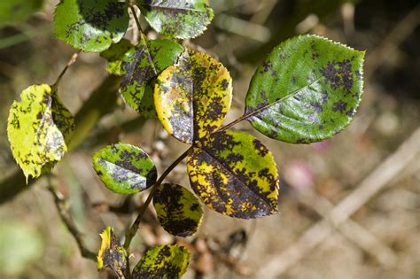 How to Treat and Prevent Black Spots on Roses | Black spot on roses, Rose plant care, Rose trees