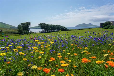 Dingle Peninsula | Fletch Travels