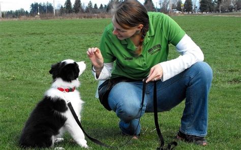 Methods to Train Border Collie - Strategies and Techniques for Easy Training of Pets