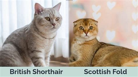 British Shorthair vs Scottish Fold Cats: The Differences (With Pictures ...