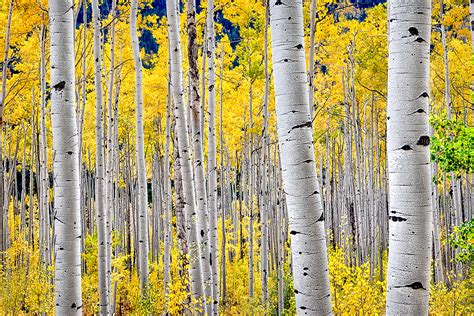 🔥 [40+] Aspen Tree Wallpapers | WallpaperSafari