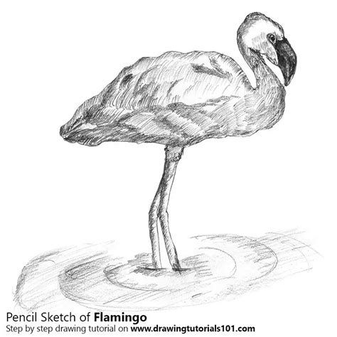 Flamingo Pencil Drawing - How to Sketch Flamingo using Pencils : DrawingTutorials101.com