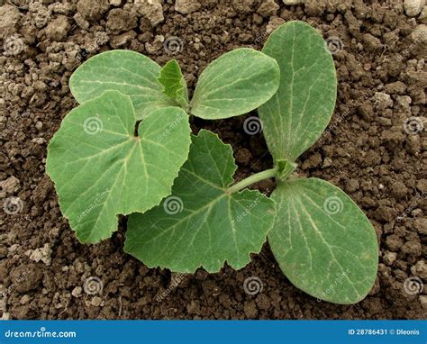 Pumpkin seedlings stock image. Image of botanical, shoot - 28786431