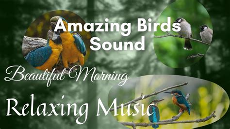 Relaxing Music-Amazing Birds Sound at Beautiful Morning, Birds Chirping at forest - YouTube