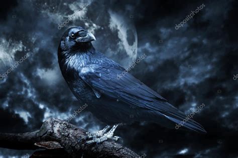 Black raven in moonlight perched on tree Stock Photo by ©Photocreo 54554935