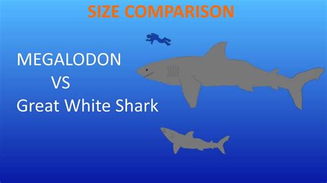 Carcharodon Megalodon Vs Great White