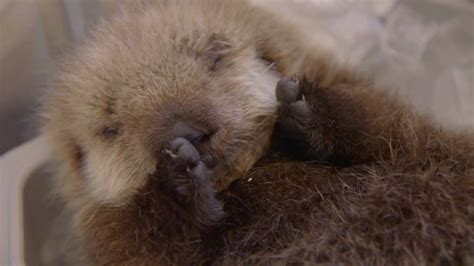 VIDEO: Stranded baby sea otters rescued off California coast - ABC7 San Francisco