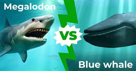 Megalodon vs Blue Whale: The Battle of the Titans - Best School News