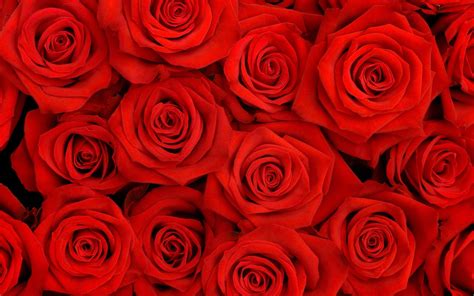 Red Roses Backgrounds - Wallpaper Cave