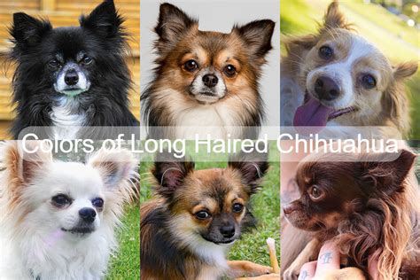 Different Colors of Long Haired Chihuahua