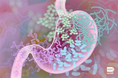 What’s Up With the Bacteria in Your Gut?