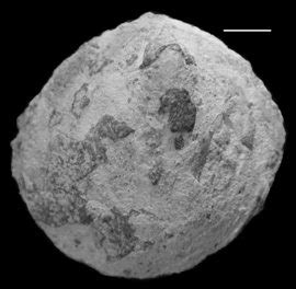 Cincinnatian Fossils and Stratigraphy