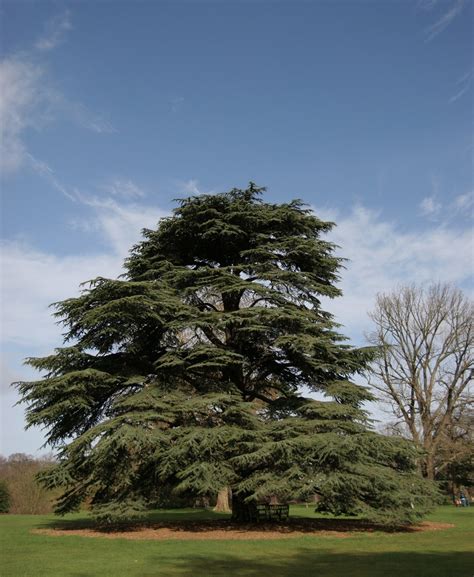 Free Cedar Tree Stock Photo - FreeImages.com