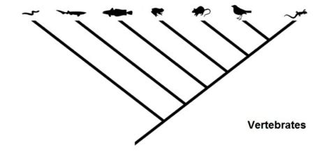 Cladogram - Definition and Examples | Biology Dictionary