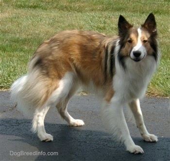 Farm Collie Dog Breed Pictures, 2