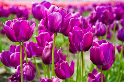 What’s The Popular Tulip Color Meaning And Symbolism?