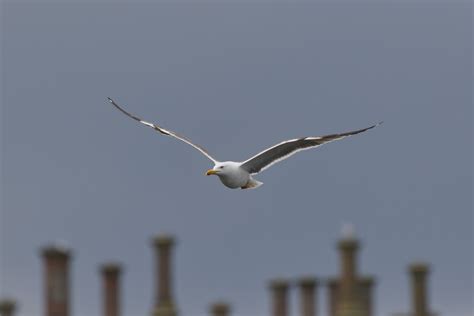 Close-Up Shot of a Seagull Flying · Free Stock Photo