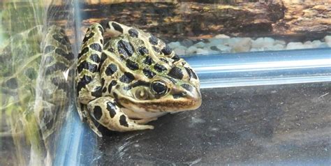 Leopard Frog and Tadpole Care Sheet >> Amphibian Care