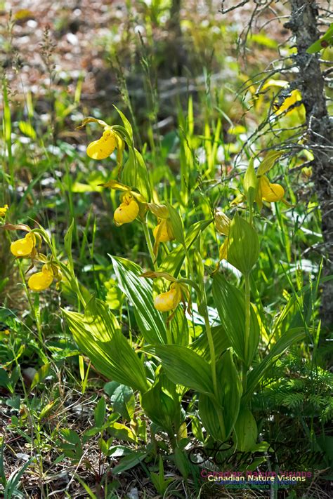 Canadian Nature Visions | Yellow Lady's-slipper Orchid