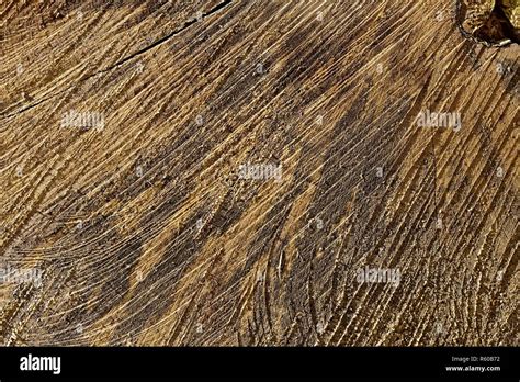 Tree trunk texture Stock Photo - Alamy