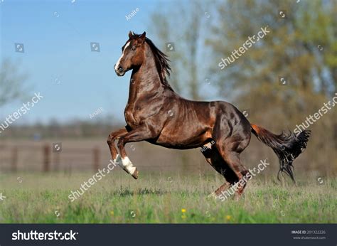 English Thoroughbred Horse Jumping On Beautiful Stock Photo (Edit Now) 201322226 - Shutterstock