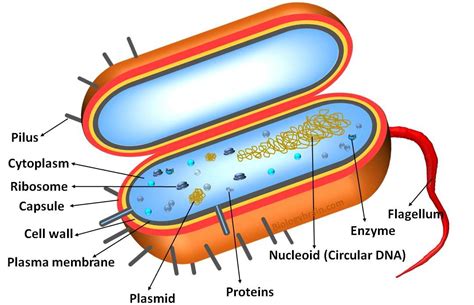 Labeled Prokaryotic Cell Diagram, Definition, Parts and Function - Biology Brain