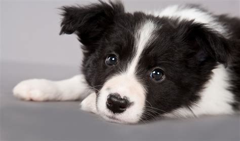 1000+ ideas about Border Collie