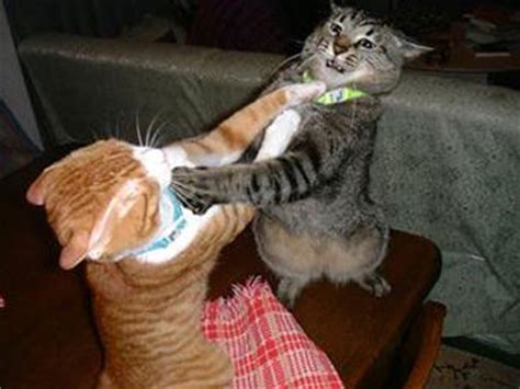 Cat Fight | Funny and Cute Cats Gallery