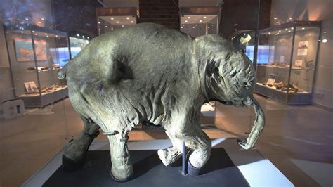 Ice Age arrives in Sydney: the world's most complete woolly mammoth baby receives a warm welcome ...