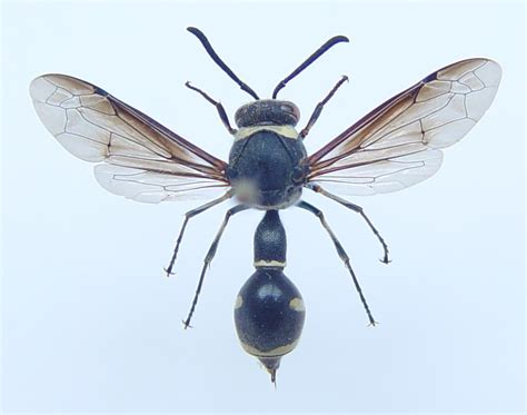 Hymenoptera - Vespidae - Eumeninae