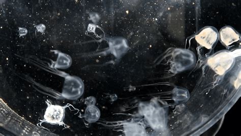 Transparent Box Jellyfish With 24 Eyes Is A Newly Discovered Pond ...